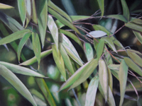 Bambus <br> Öl auf Leinwand, 30 x 40 cm