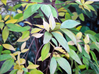 Gartenausschnitt <br> Öl auf Leinwand, 30 x 40 cm