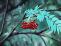 Vogelbeeren <br> Öl auf Leinwand, 30 x 40 cm