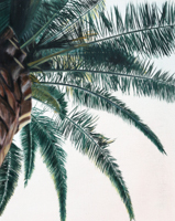 Palme <br> Öl auf Papier, 40 x 30 cm